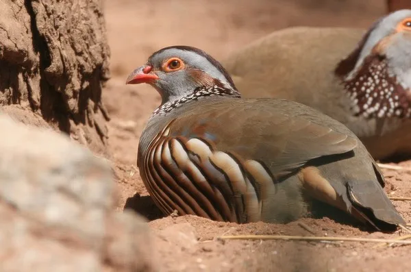 Réhabilitation de la faune sauvage, quelles stratégies pour sauver notre Perdrix gambra