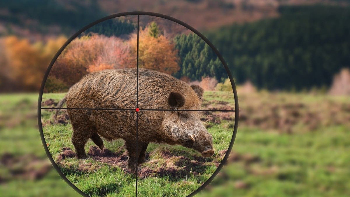 VIDÉO – Opération de chasse de sangliers à Boumerdes