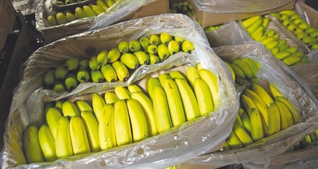 VIDEO. Saisie d’une importante quantité de bananes à Alger