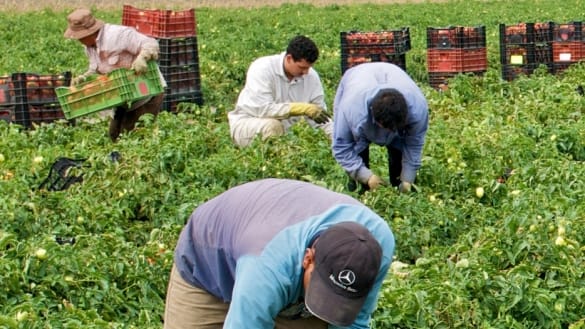 Des Marocains dénoncent « l’esclavage » dans des exploitations agricoles françaises