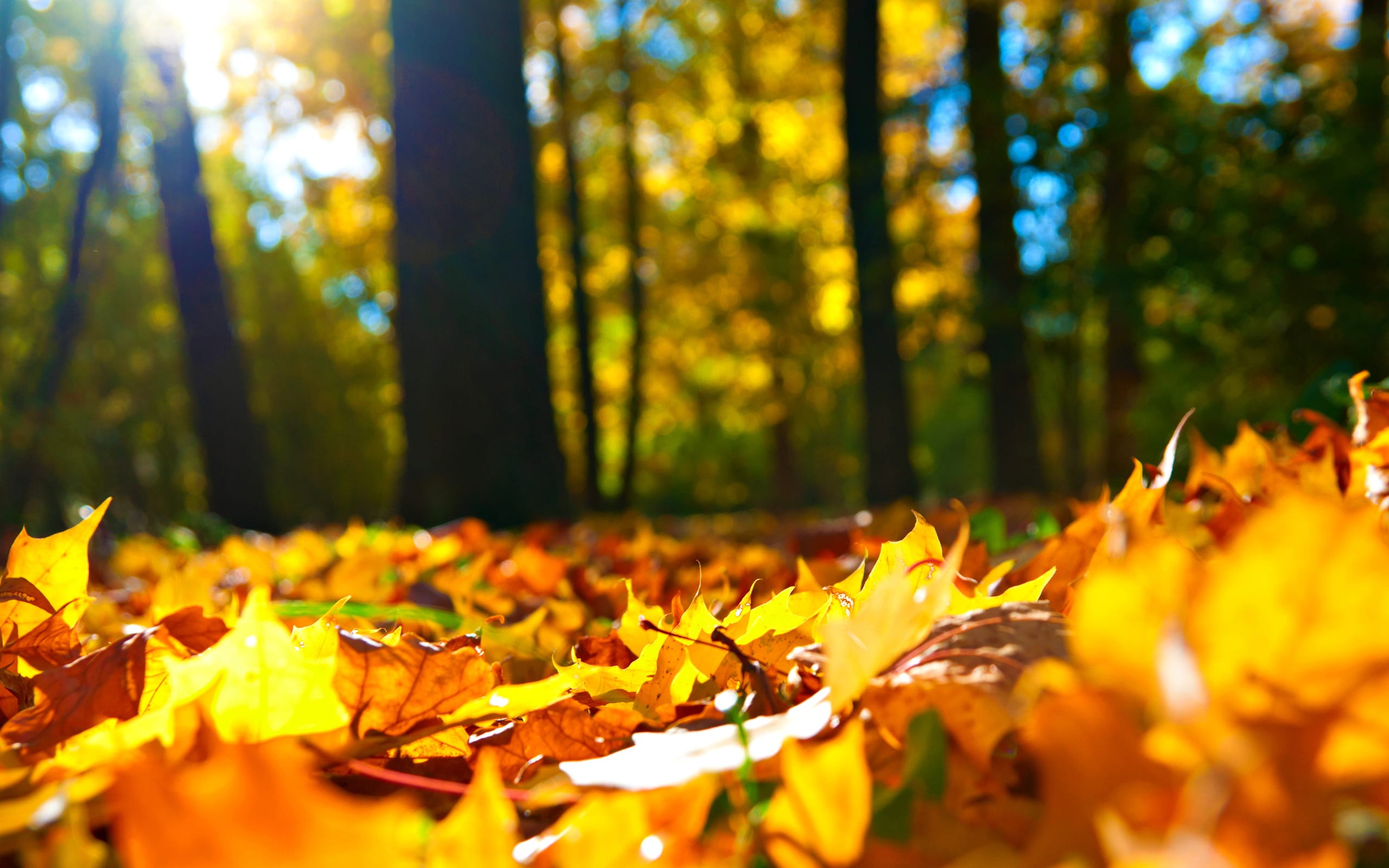 VIDÉO. Les prévisions météo du samedi 13 octobre