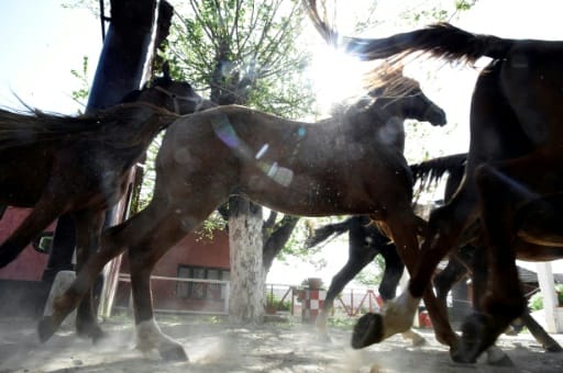 L’inexorable déclin du Haras national algérien