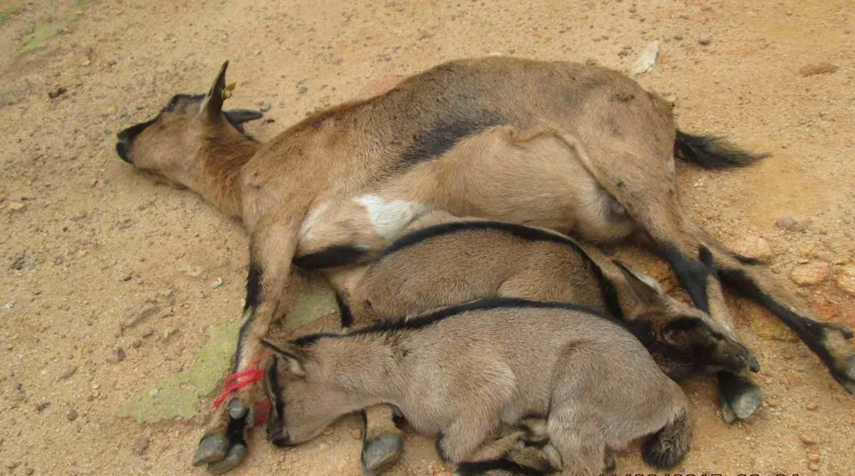 La peste des petits ruminants continue de faire des ravages : retard inexpliqué de l&rsquo;arrivée du vaccin