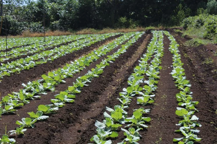 Investissements étrangers dans l’agriculture : l’Etat veut relancer les fermes pilotes