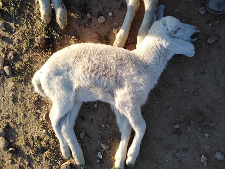 Peste des petits ruminants : peut-on consommer la viande des animaux infectés ?