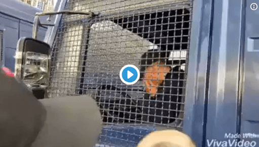 VIDÉO. Un policier ému par les manifestations contre le 5e mandat