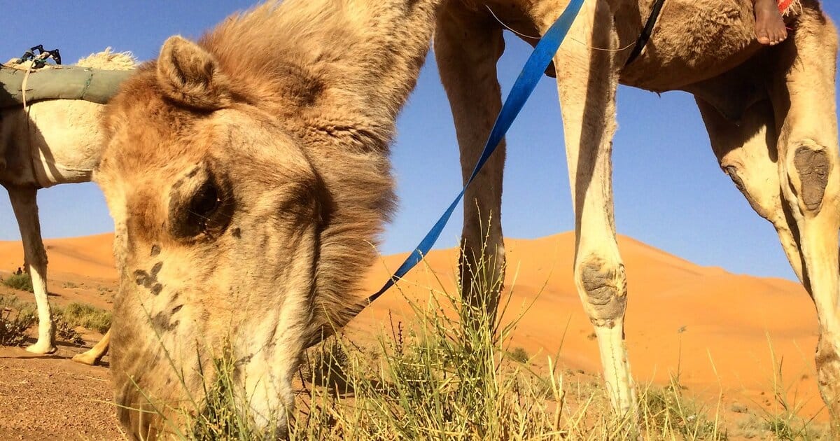 La maladie de la vache folle détectée sur des dromadaires en Algérie