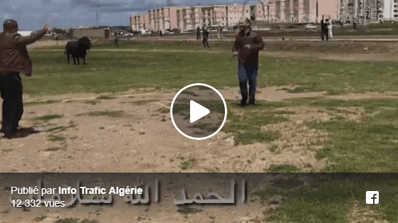 VIDÉO. Un taureau s’échappe et sème la panique à Rouiba