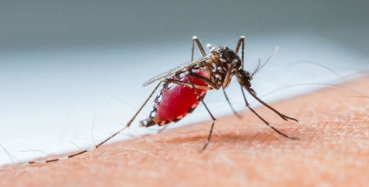 L’Algérie obtient la certification de l’élimination du paludisme