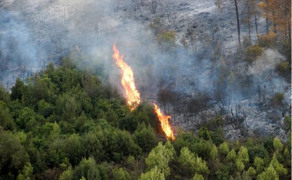 Les feux de forêts non liés au foncier agricole et au charbon de bois
