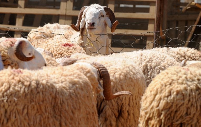 Mouton de l’Aïd El Adha : quelles quantités et quels prix ?