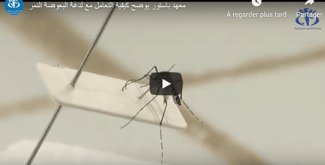 VIDÉO. L’Institut Pasteur d’Algérie explique la conduite à tenir en cas de piqûre du moustique tigre