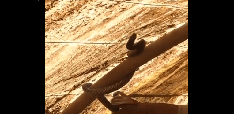 VIDÉO. Chasseur et mangeur de cobra à Biskra