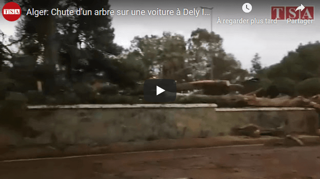 VIDÉO. Alger : chute d&rsquo;un arbre sur une voiture à Dely Ibrahim