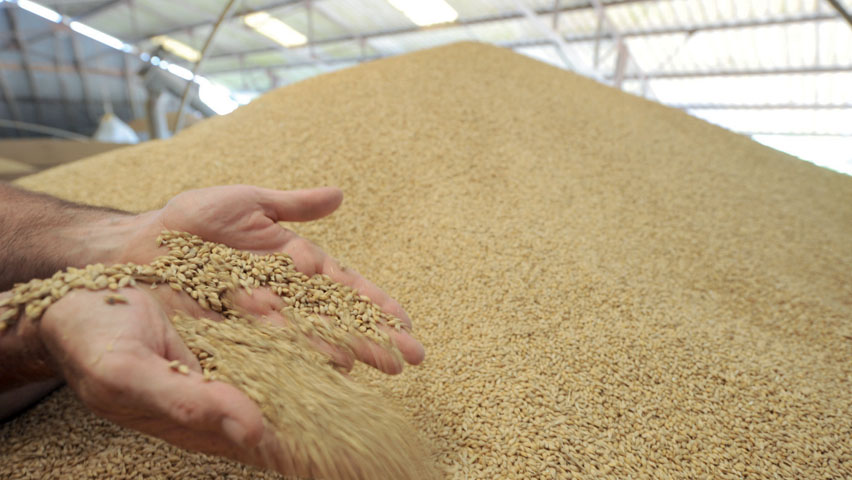 L’Algérie achète 50 000 tonnes de blé