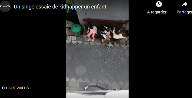 VIDÉO – Un singe tente de kidnapper un enfant