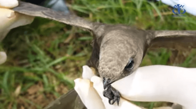 VIDÉO. Découverte d&rsquo;un oiseau Ababil à Chlef