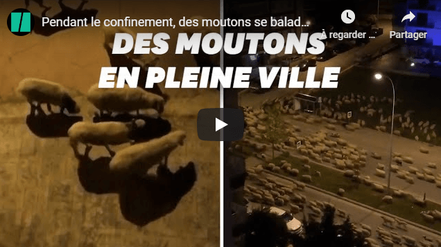 VIDÉO. Une ville turque « envahie » par les moutons en plein confinement