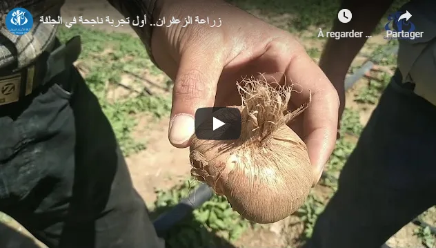 VIDÉO. Culture du safran : une première expérience réussie à Djelfa