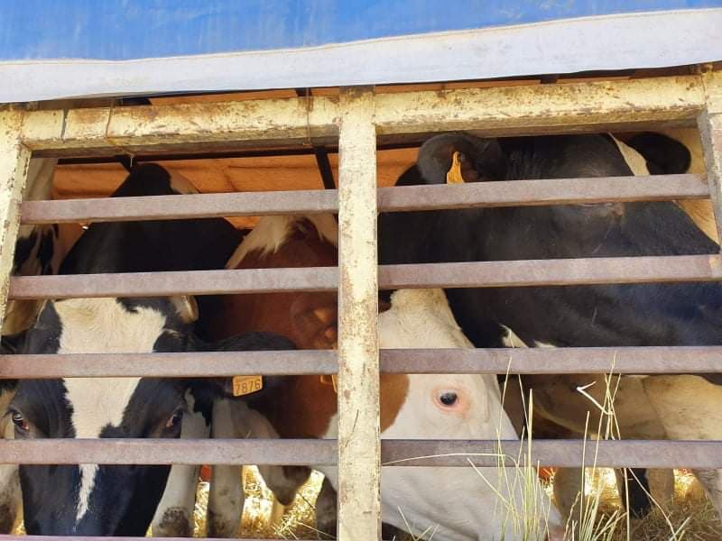 Annaba : des vaches importées de France placées en quarantaine