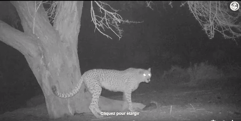 VIDÉO. Au parc de l&rsquo;Ahaggar, à la recherche du guépard saharien