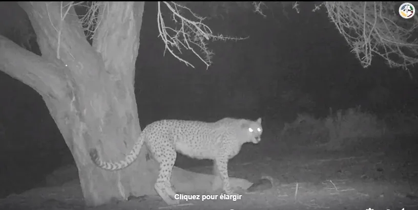 VIDÉO. Au parc de l&rsquo;Ahaggar, à la recherche du guépard saharien