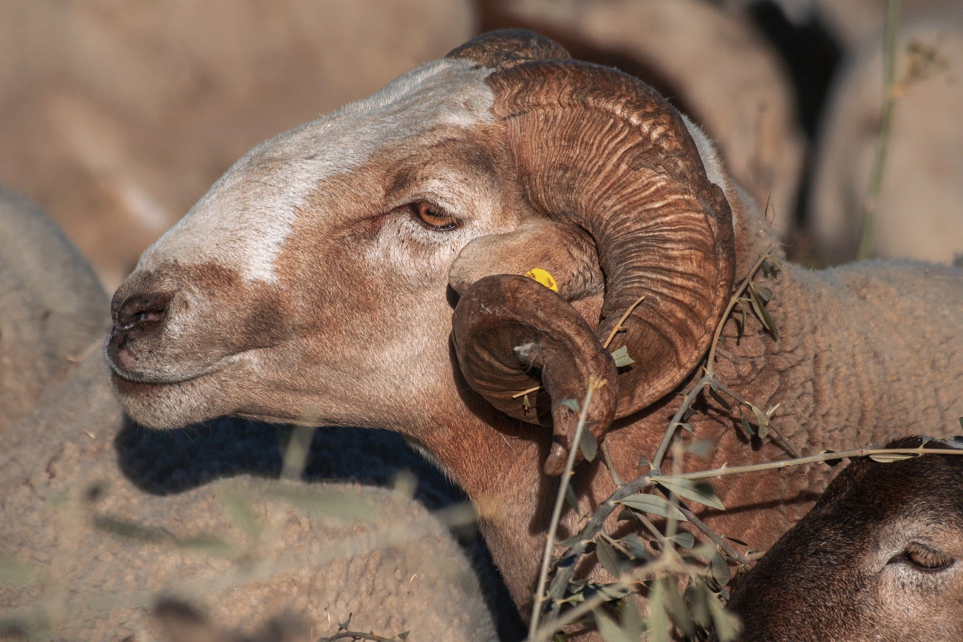 Il a atteint 140.000 DA : le prix du mouton continue de flamber