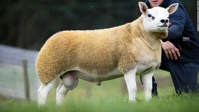 VIDÉO. Découvrez le mouton le plus cher du monde