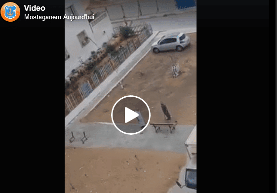 VIDÉO. Mostaganem : deux individus arrachent les bancs dans une cité