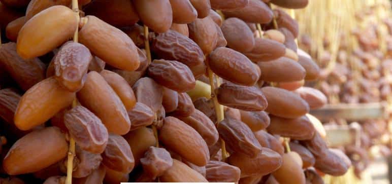 Exportation des dattes : « Ni gelée, ni interdite »