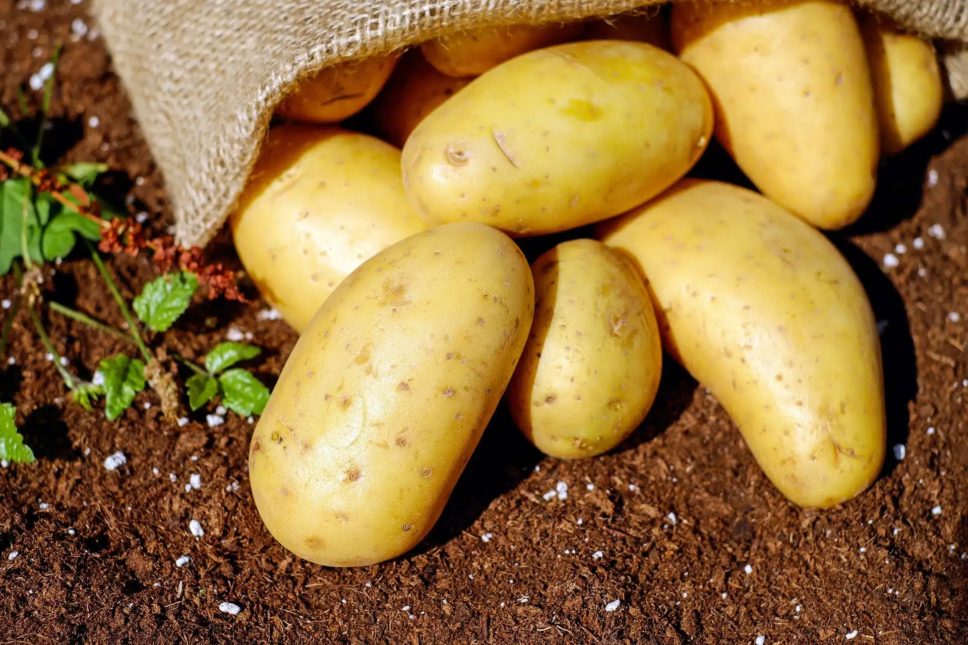 L’Algérie importe des semences de pomme de terre de France