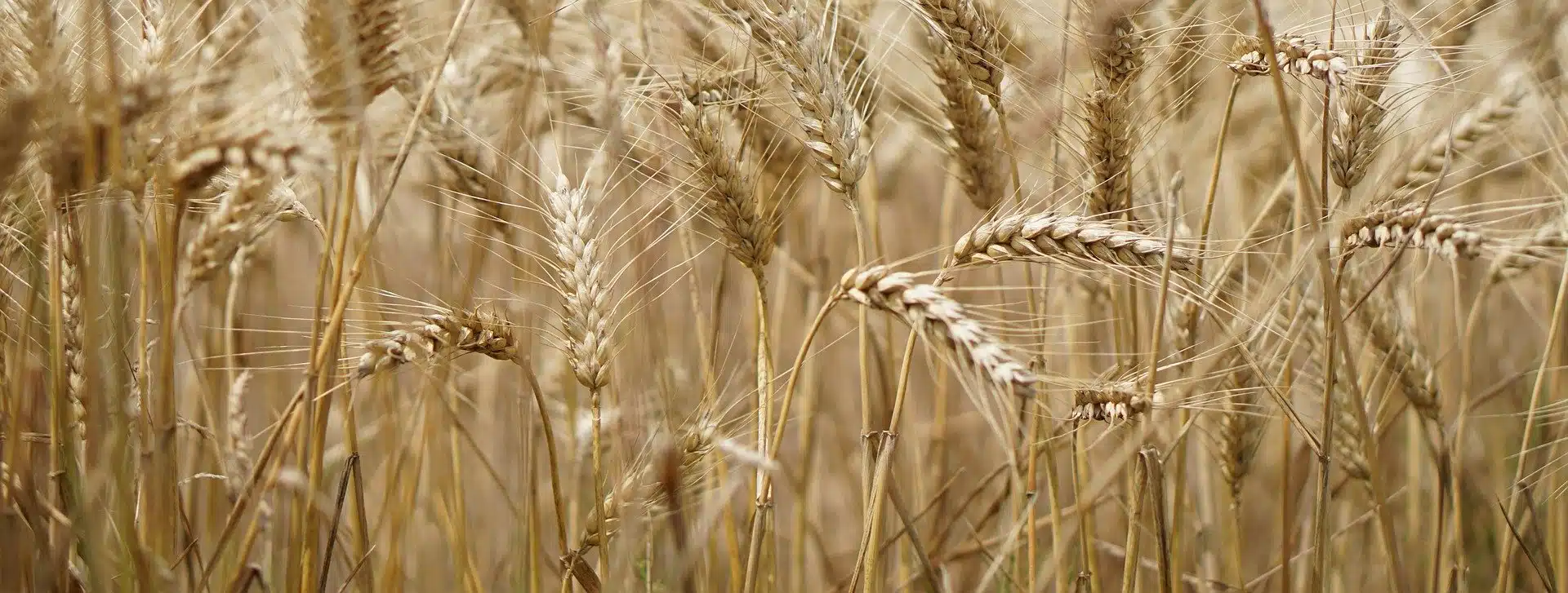 Les cours du blé européen augmentent suite à une commande de l’Algérie