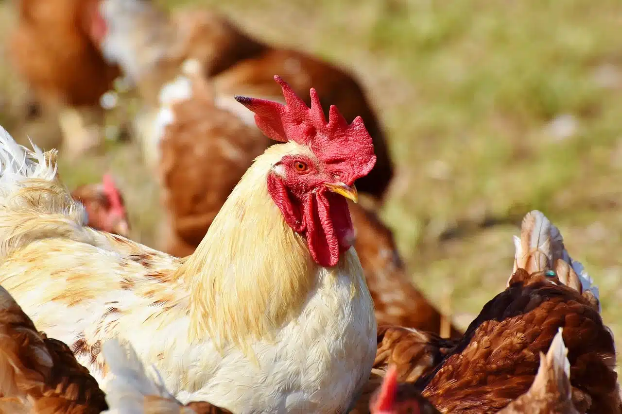 Agriculture : l&rsquo;Algérie malade de ses poulets