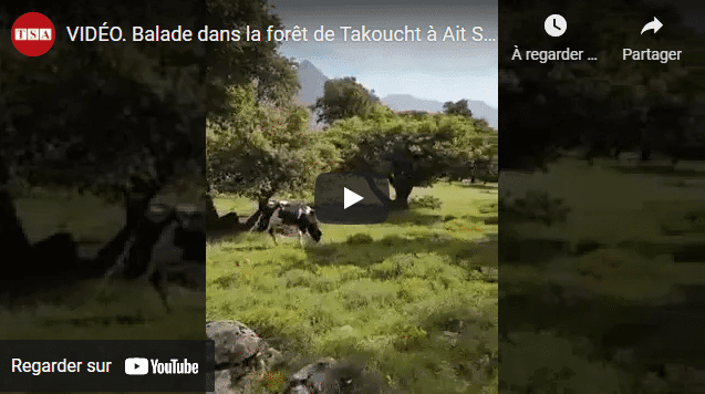 VIDÉO. Balade dans la forêt de Takoucht à l&rsquo;est de Bejaia