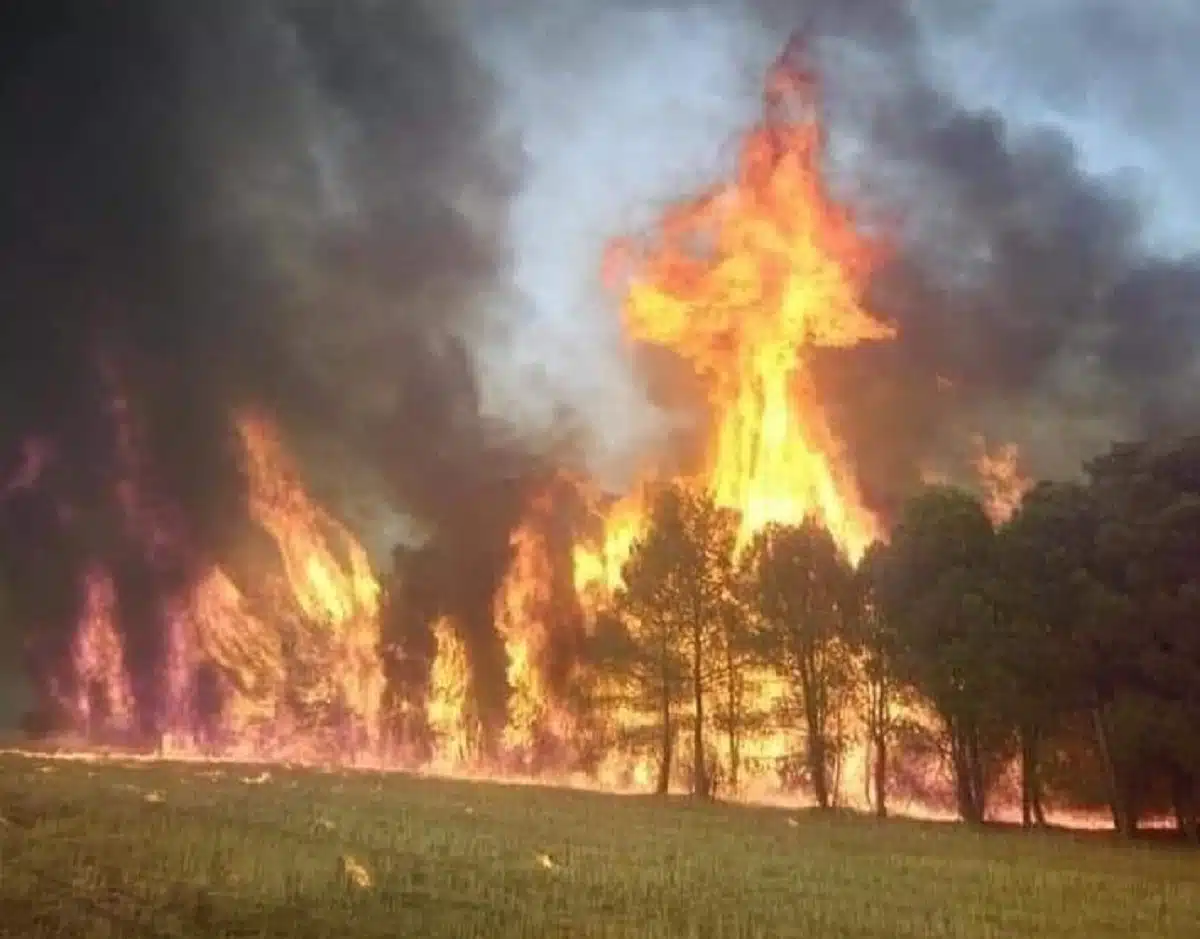 Feux de forêts : huit incendies en activité dans cinq wilayas