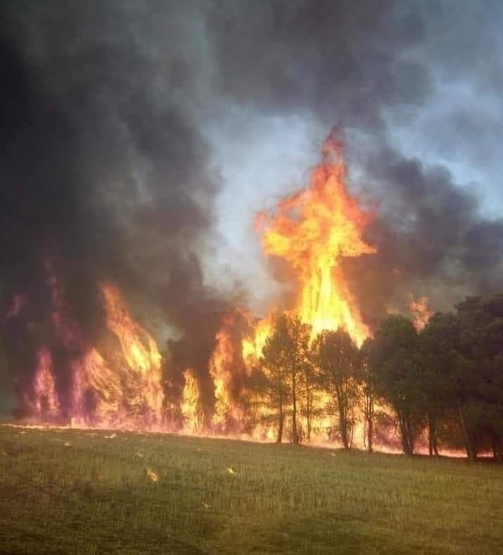 Les forêts de Khenchela continuent de brûler : des centaines d’hectares partis en fumée