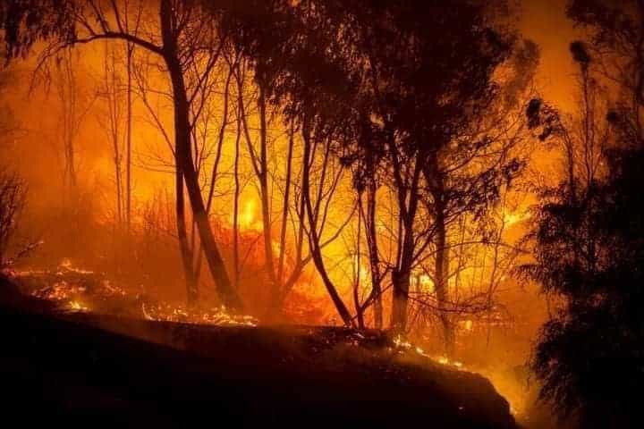 Incendies : des régions du nord de l’Algérie en proie aux flammes