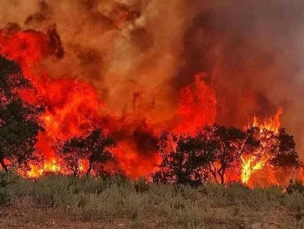 Incendies meurtriers à El Tarf : Benabderrahmane cite deux facteurs