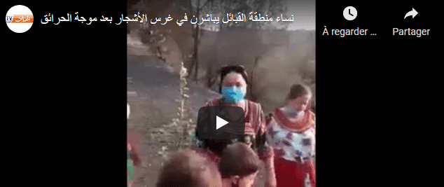 Reboisement de la Kabylie : les femmes montrent le chemin – Vidéo