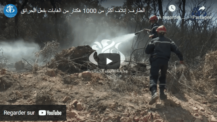 VIDÉO. El Tarf : plus de 1.000 hectares de forêts ravagés par les feux