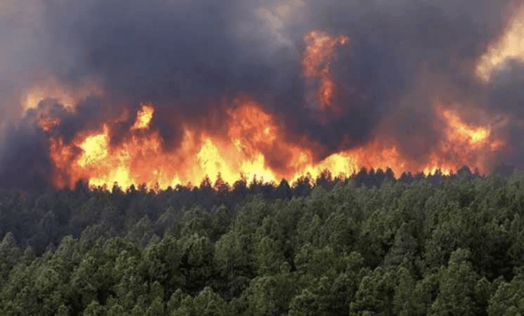 L’origine criminelle se confirme : qui a mis le feu à la Kabylie ?