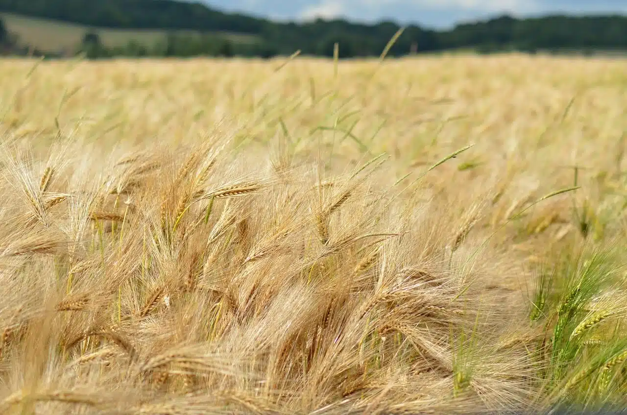 Céréales en Algérie : cette pratique étonnante des agriculteurs