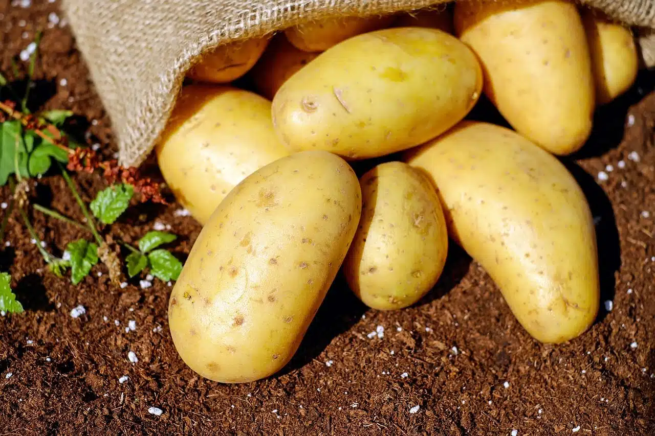 Les Algériens tournent en dérision la crise de la pomme de terre