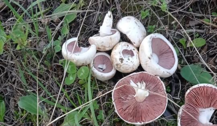 Champignons toxiques ou comestibles : comment les distinguer ?