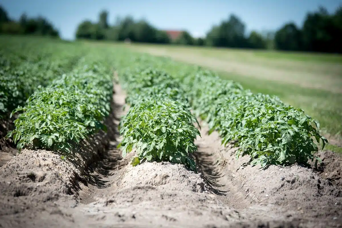 Foncier agricole, une insécurité juridique qui nuit à la production