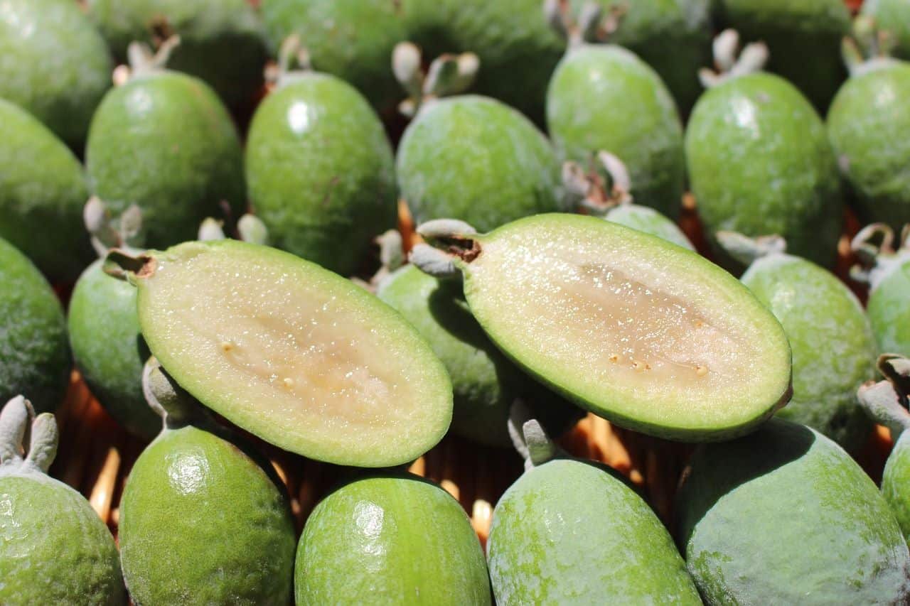 Le feijoa, ce fruit exotique cultivé en Algérie
