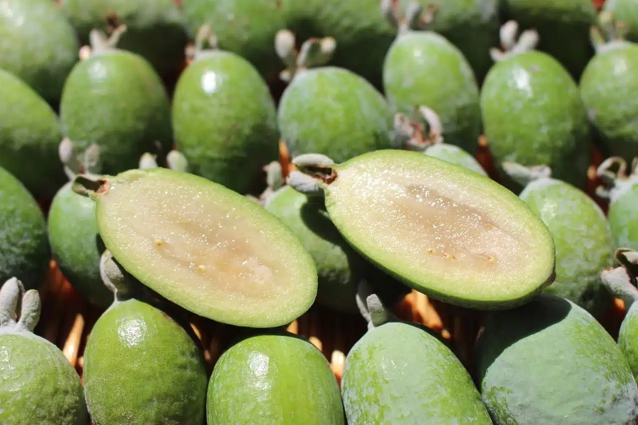 Le feijoa, ce fruit exotique cultivé en Algérie