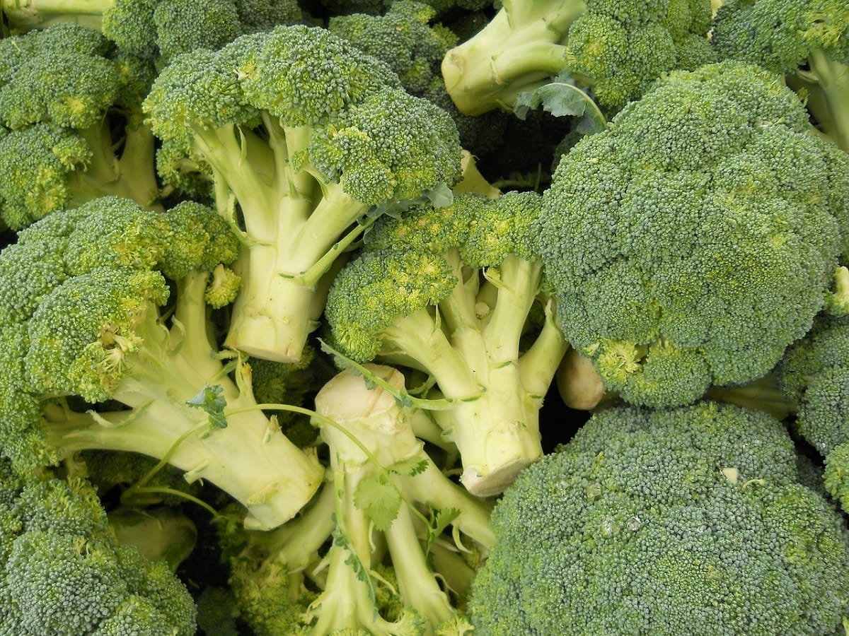 Nutrition : le brocoli, un légume gorgé de vitamines