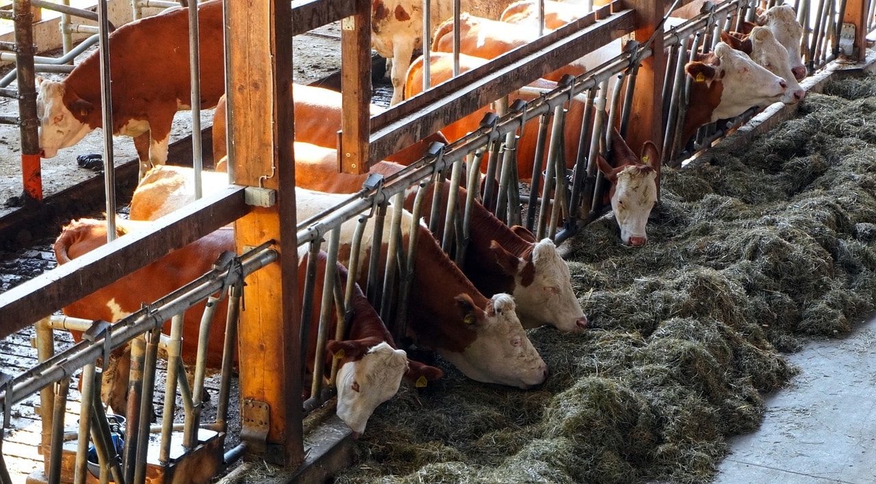 Poudre de lait : le lait végétal, une alternative pour l’Algérie