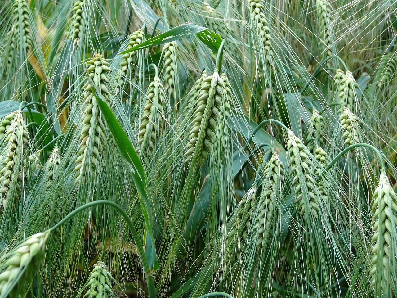 Souveraineté alimentaire : l’étau se resserre sur l’Algérie